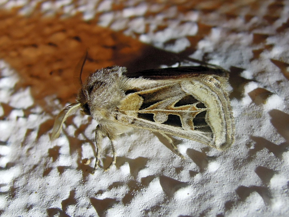 Episema glaucina (Noctuidae)